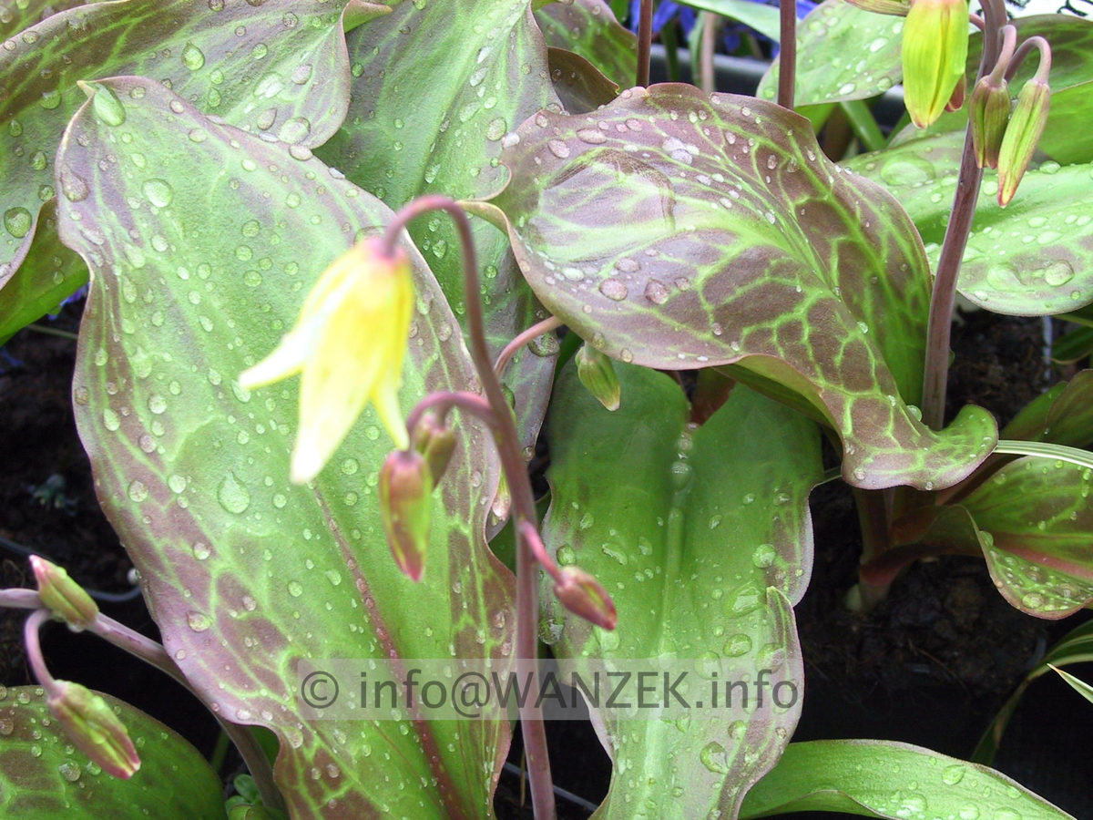 Erythronium tuolumnense Pagode - Blattwerk.JPG